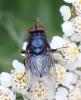 329484 – Photo : Catherine Reymonet-Smitten – France (19)